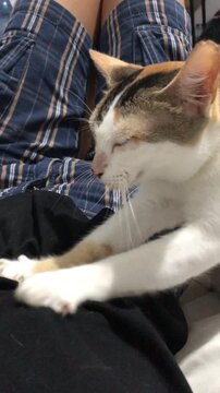 A cute calico cat stretching its paws while making biscuits and giving massage on a person lap.