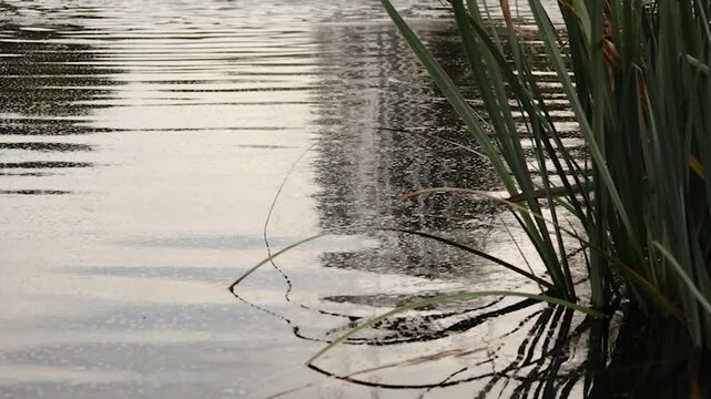Slow-motion view of rippling water and reeds in the Italian Gardens, Hyde Park, London, with a rack focus revealing an ornamental fountain in the background.