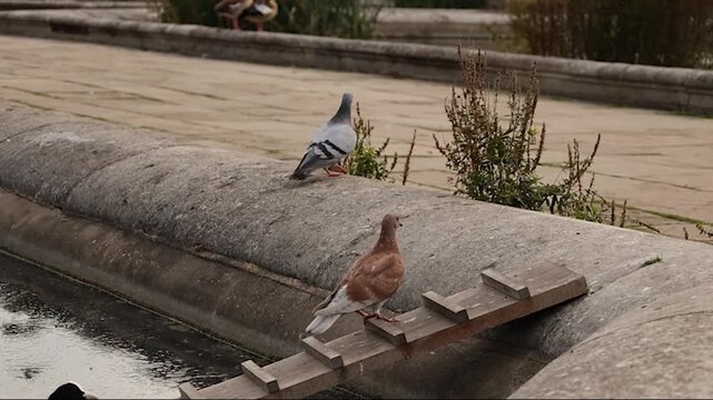 Two pigeons standing near the water in the Italian Gardens, Hyde Park, London. One bird suddenly takes off, captured in slow motion, showing natural urban wildlife behavior and wing movement.