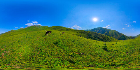 Naklejka premium Panoramic view captures rolling green hills with several cows grazing on grassy slopes. Clear blue sky and mountains in the background enhance the rural landscape.