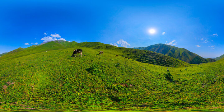 Panoramic view captures rolling green hills with several cows grazing on grassy slopes. Clear blue sky and mountains in the background enhance the rural landscape.