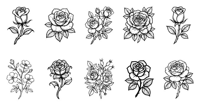 Black and white rose illustrations set with simple line art design featuring sketches, drawings, vector graphics with minimalist and simple illustrations