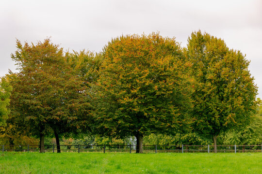 Countryside landscape of Zuid-Limburg, Autumn trees along a wooden fence in a lush green meadow with yellow, orange leaves, Mheer is a village in the southern of Dutch province of Limburg, Netherlands
