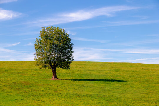 Autumn landscape, Terrain hilly countryside of Zuid-Limburg, Lush green grass meadow and tree on the hillside with blue sky, Epen is a village in the southern of Dutch province of Limburg, Netherlands