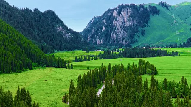 Lush green valley surrounded by dense spruce forests and rocky mountain peaks in Kurdening Xinjiang under bright daytime light.