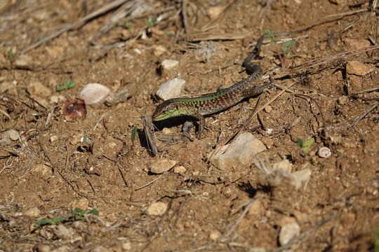 the Italian wall lizard (Podarcis siculus) with captured grasshopper