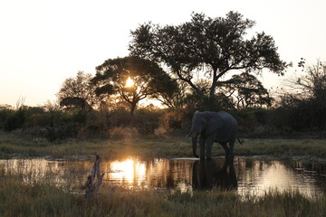 Elephants drinking at the water’s edge at sunset in Botswana, silhouetted against the sky in a peaceful African wildlife scene. © Juliette