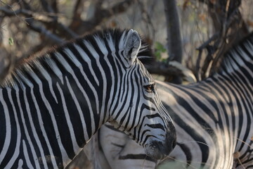 Close-up portrait of a zebra in the African bush, showing striking black and white stripes, detailed facial features and another zebra in the background. © Juliette