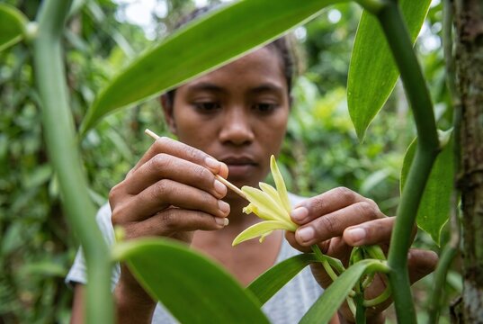 Hand pollination of delicate vanilla blossoms requires immense dexterity, tropical agroforestry supports rural livelihoods through skilled manual labor, an artisanal grower meticulously lifts the rostellum membrane with a slender bamboo needle to ensure successful botanical reproduction, green tendrils of climbing orchid vines envelop the humid plantation atmosphere, subsistence farmers cultivate fragile blooms for the international spice market, human patience bridges the ecological absence of native pollinating bees, traditional agronomic knowledge drives sustainable cultivation under canopy shade, harvesting valuable pods demands profound dedication to botanical timing, the delicate intervention serves as a quiet metaphor for precarious interdependence between natural biodiversity and commodity trade networks, authentic spice cultivation thrives through ancestral craftsmanship, rainforest ecosystems foster sustainable cultivation systems, artisanal food production intersects with global export supply chains, tender fingers navigate fragile petals within verdant foliage, agroecological stewardship safeguards equitable agricultural heritage, AI-generated, AI generated