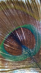 peacock feather detail © Adrijana's way