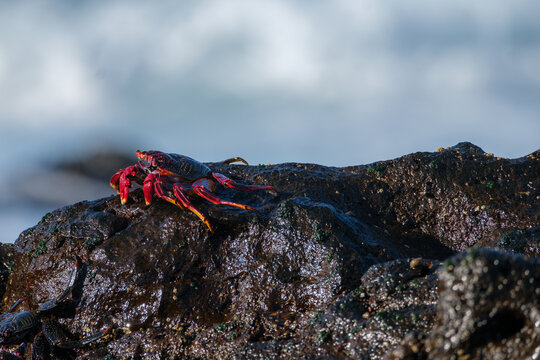 Colorful Red Crab on Wet Coastal Rock by the Ocean