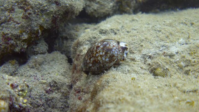 Cowrie crawls along the seabed. Cowry sea snail underwater