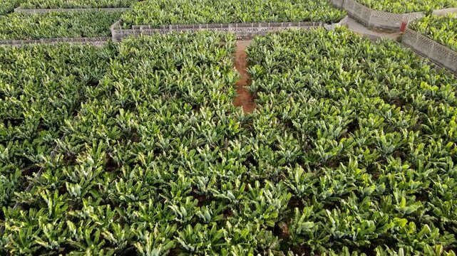 A drone tracks forward just above a single row of banana plants on Tenerife with a marker stake passing below. Low altitude agriculture footage for farming content.