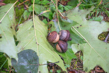 Rain wet autumn weather outdoors, growing fresh acorn on the tree branch close up, fall backgrounds, macro close up authentic backgrounds, selective focus, handheld slow-motion video © Stock fresh 