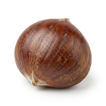 Single Chestnut on White Background