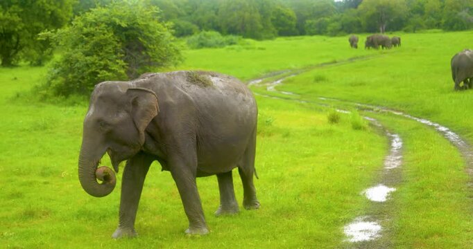 Elephant (Elephas maximus maximus) herd in Minneriya National Park, Sri Lanka