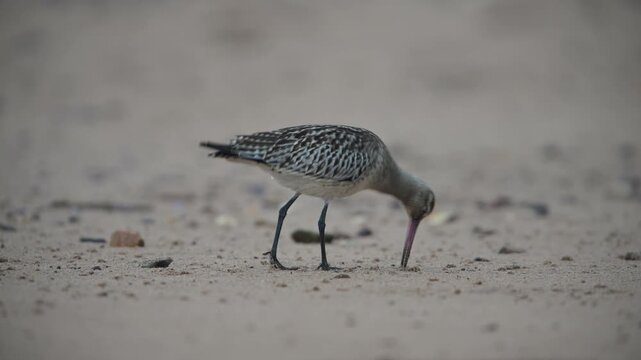 Black-tailed Godwit, Limosa limosa, bird on sand, Devon, England, United Kingdom