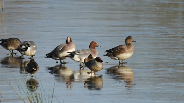 Eurasian Wigeon, Mareca penelope, birds on winter marshes
