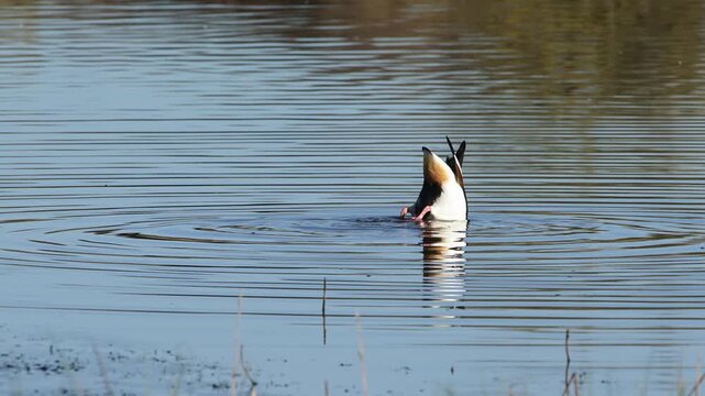 Common Shelduck, Tadorna tadorna, bird on winter marshes, Devon, England, United Kingdom