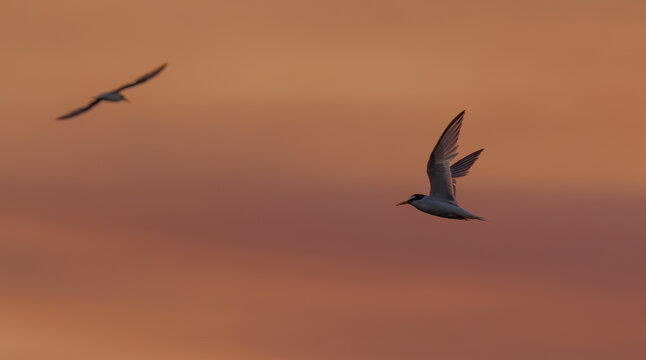 Charr&aacute;n Com&uacute;n (Sterna hirundo)