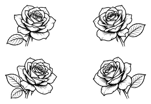 Four black and white roses set with simple line art design featuring simple design, minimalist, black and white with illustrations and graphics