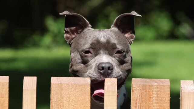 American Staffordshire Terrier looks over a garden fence and barks