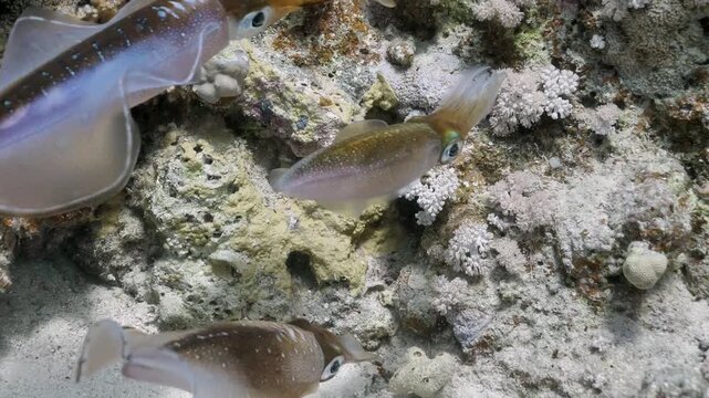 Large-fin reef squid (Sepioteuthis lessoniana) laying eggs, Mangrove Bay house reef, El Quesier, Egypt