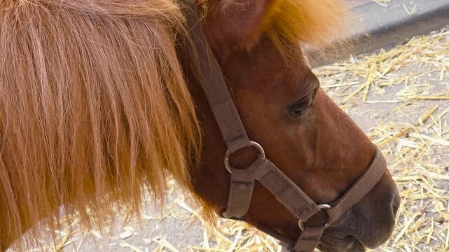 Detailed close up profile shot of a brown pony head annoyed by a swarm of flies buzzing around its eyes and mane outdoors