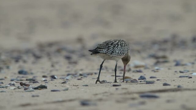 Black-tailed Godwit, Limosa limosa, bird on sand, Devon, England, United Kingdom