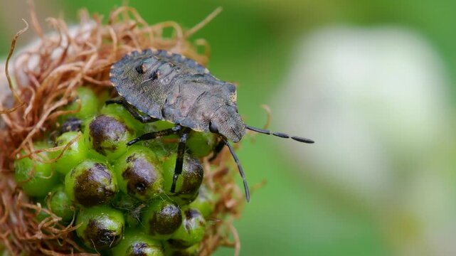 Forest Bug (Pentatoma rufipes) or Red-legged Shieldbug Nymph, Devon, England, United Kingdom