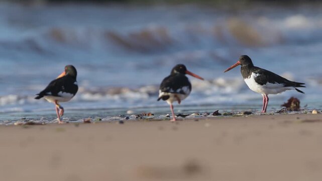 Eurasian Oystercatcher, Haematopus ostralegus, birds feeding on the beach at low tide, Dawlish Warren, Devon, England, United Kingdom