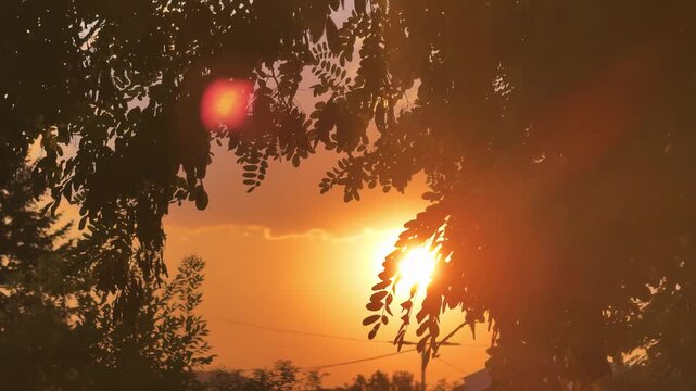 Vibrant Sunset Through Tree Leaves in Urban Park Landscape