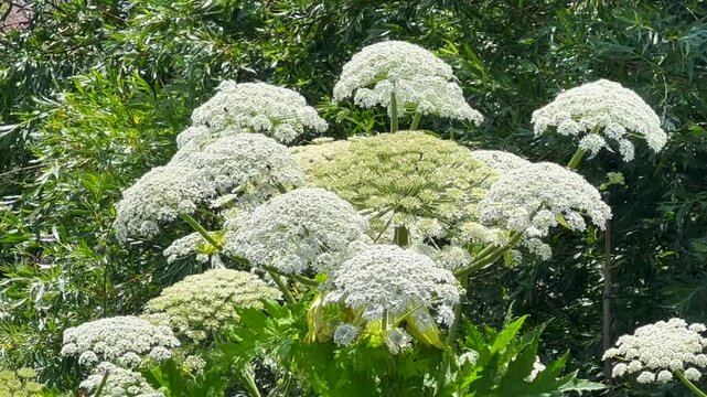 Giant hogweed (Heracleum mantegazzianum) in H&ouml;rte, Skurup community, Scania, Sweden, Scandinavia