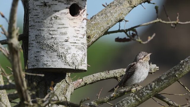 Wryneck (Jynx torquilla) Courtship Germany