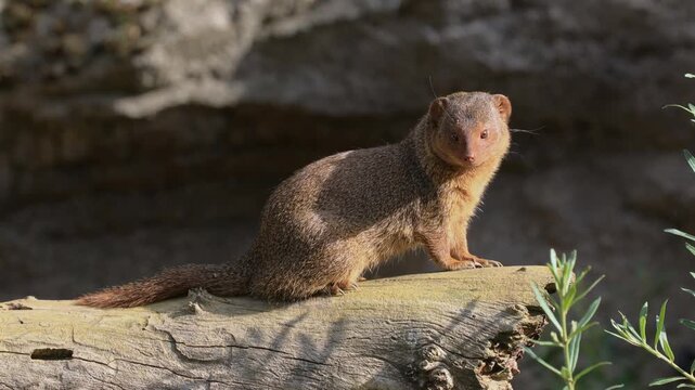 Dwarf mongoose (Helogale parvula), adult, alert, Waiting, South Africa