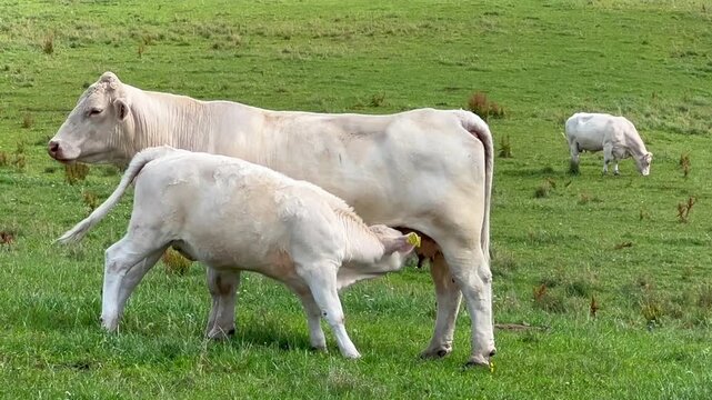 Charolais cattle in a meadow. Calf sucks milk from a cow in Vall&ouml;sa, Ystad municipality, Scania, Sweden, Scandinavia
