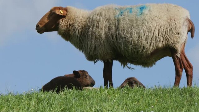 Zoom in, zoom out, ewe and lambs grazing on the Elbe dyke near Bleckede, Lower Saxony, Germany