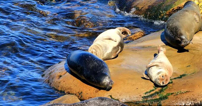 Harbor seal (Phoca vitulina), Group of seals hauled on rock at low tide to rest and regulate their body temperature. Agressive behaviour, Forillon national park, Province of Quebec, Canada, North Ame