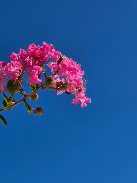 Pink crape myrtle flowers against a clear blue sky