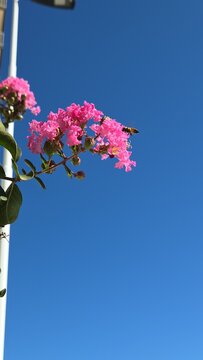 Honeybee feeding on pink crape myrtle flowers under blue sky