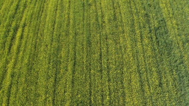 Drone flight over a rape field in bloom, from above, Hausruckviertel, Upper Austria, Austria