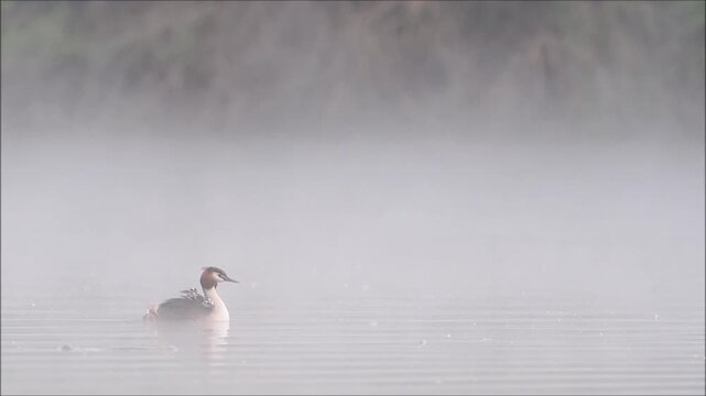 Great Crested Grebe (Podiceps cristatus), feeding the young birds, foggy atmosphere, Hesse, Germany
