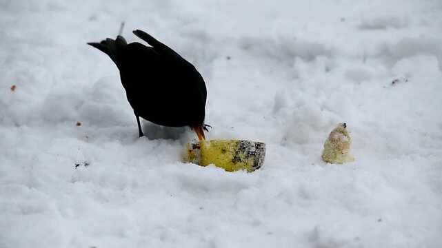Blackbird, Black Thrush, (Turdus merula) eating apple in the snow, Schleswig-Holstein, Germany