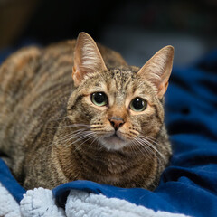 portrait of a cat © Selena