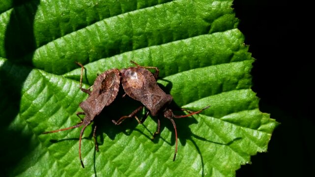 Dock Leaf Bug, Dock Bug (Coreus marginatus), courtship and copulation time