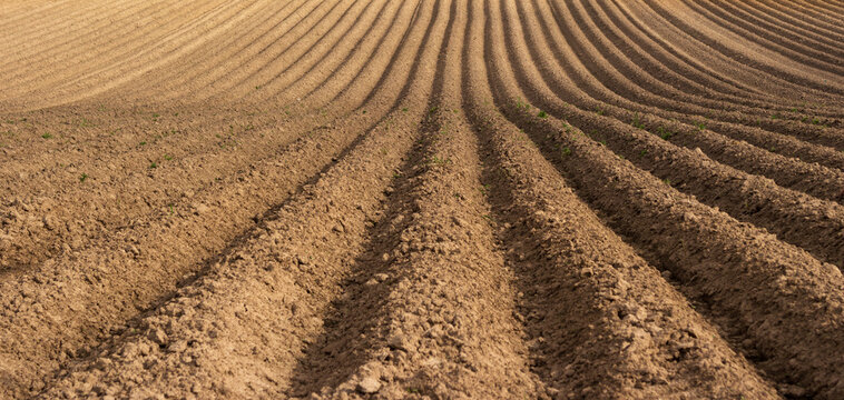 Arable field. Earth rows with seeding seed