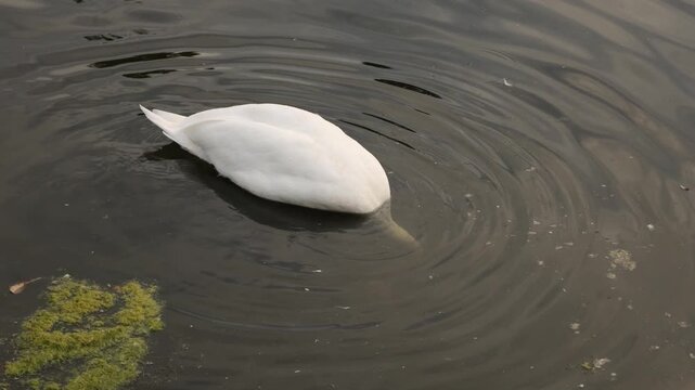 Close view of a mute swan dipping its head into pond water while foraging in Hyde Park, London. The slow-motion footage captures natural waterbird behavior, ripples and detailed white plumage.