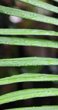 Close-up of vibrant green palm tree leaves covered in water drops with a soft-focused dark background. Captured in slow motion in portrait orientation on a rainy day.