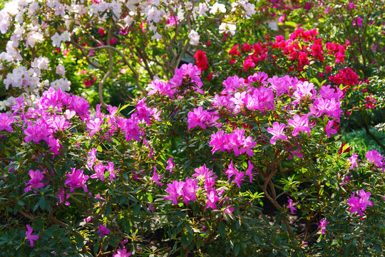 Close up of pink Azalea Ericaceae, Rhododendron indicum flowers bloom on branch in garden or greenhouse on green foliage background and soft bokeh. Evergreen plant outdoor orangery, botanical garden