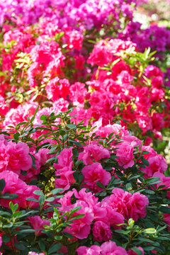 Vibrant pink Rhododendron indicum azalea with rosette shaped flowers blooming with lush green foliage floral background. Evergreen plant outdoor, in orangery, botanical garden or greenhouse